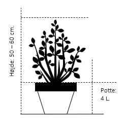 Syrisk Rose 'Woodbridge' Hibiscus Syriacus 'Woodbridge' Potte 4,0 Liter,- 50-60 Cm. 2 Syrisk Rose 'Woodbridge' Hibiscus Syriacus 'Woodbridge' Potte 4,0 Liter,- 50-60 Cm. - Billede 2