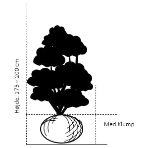 Vestamerikansk Hemlock Tsuga Heterophylla Med Klump,- 175-200 Cm. 2 Vestamerikansk Hemlock Tsuga Heterophylla Med Klump,- 175-200 Cm. - Billede 2