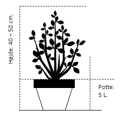 Sevenbom Juniperus Sabina Potte 5,0 Liter,- 40-50 Cm. 2 Sevenbom Juniperus Sabina Potte 5,0 Liter,- 40-50 Cm. - Billede 2