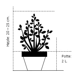 Benved 'Harlequin' Euonymus Fortunei 'Harlequin' Potte 2,0 Liter,- 20-25 Cm. 2 Benved 'Harlequin' Euonymus Fortunei 'Harlequin' Potte 2,0 Liter,- 20-25 Cm. - Billede 2