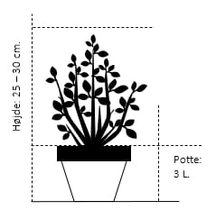 Sirius Butik 16 Sirius Butik -Sirius Butik 194 potte 3 0 liter 25 30 cm 1ca1 3