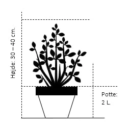 Sommerfuglebusk 'Empire Blue' Buddleja Davidii 'Empire Blue' Potte 2,0 Liter,- 30-40 Cm. 2 Sommerfuglebusk 'Empire Blue' Buddleja Davidii 'Empire Blue' Potte 2,0 Liter,- 30-40 Cm. - Billede 2
