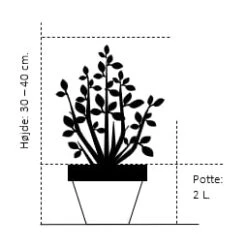 Trådcypres 'Filifera Sungold' Chamaecyparis Pisifera 'Filifera Sungold' Potte 2,0 Liter,- 30-40 Cm. -Sirius Butik 196 potte 2 0 liter 30 40 cm 6fcf 11