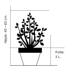 Søjle Ædelcypres 'Wisselii' Chamaecyparis Lawsoniana 'Wisselii' Potte 3,0 Liter,- 40-60 Cm. 2 Søjle Ædelcypres 'Wisselii' Chamaecyparis Lawsoniana 'Wisselii' Potte 3,0 Liter,- 40-60 Cm. - Billede 2