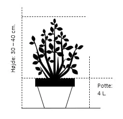 Viftebladet Løn Acer Shirasawanum 'Aureum' Potte 4,0 Liter,- 30-40 Cm. 2 Viftebladet Løn Acer Shirasawanum 'Aureum' Potte 4,0 Liter,- 30-40 Cm. - Billede 2