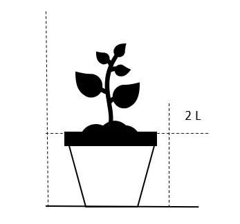 Nøgleklokke Campanula Glomerata Potte 2 Liter. 2 Nøgleklokke Campanula Glomerata Potte 2 Liter. - Billede 2
