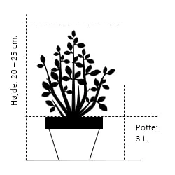 Sitkagran (Podet) 'Tenas' Picea Sitchensis 'Tenas' (dværgform) Potte 3,0 Liter,- 20-25 Cm. 2 Sitkagran (Podet) 'Tenas' Picea Sitchensis 'Tenas' (dværgform) Potte 3,0 Liter,- 20-25 Cm. - Billede 2