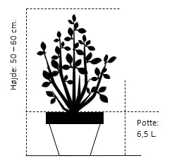 Fremhævede Produkter -Sirius Butik 309 potte 6 5 liter 50 60 cm b488 1
