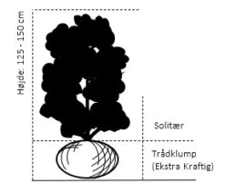 Pagodebusk Enkianthus Campanulatus Trådklump,- 125-150 Cm. -Sirius Butik 329 traadklump 125 150 cm 0ac1
