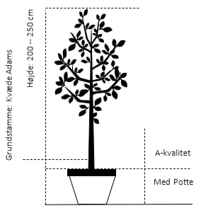 Pære 'Clapps Favorite' Pyrus Communis 'Clapps Favorite' 4-8 Grene. 120-160 Cm. Potte, (Kvæde A) 2 Pære 'Clapps Favorite' Pyrus Communis 'Clapps Favorite' 4-8 Grene. 120-160 Cm. Potte, (Kvæde A) - Billede 2
