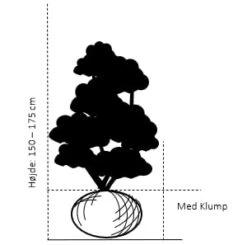 Japansk Ahorn Acer Palmatum Med Klump,- 150-175 Cm. 4 Japansk Ahorn Acer Palmatum Med Klump,- 150-175 Cm. -Sirius Butik 363 med klump 150 175 cm 03e4 1