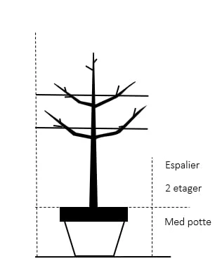 Æble 'Cox Orange Queen' Malus X 'Cox Orange Queen' Espalier 2 Etager,- Med Potte 2 Æble 'Cox Orange Queen' Malus X 'Cox Orange Queen' Espalier 2 Etager,- Med Potte - Billede 2