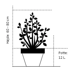 Blommebladet Surbær 'Viking' Aronia Prunifolia 'Viking' Potte 12 Liter,- 60-80 Cm. 2 Blommebladet Surbær 'Viking' Aronia Prunifolia 'Viking' Potte 12 Liter,- 60-80 Cm. - Billede 2