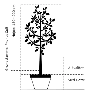 Surkirsebær 'Fanal' Prunus Cerasus 'Fanal' 4-8 Grene, 130-170 Cm. 10 Liter Potte (Colt) 2 Surkirsebær 'Fanal' Prunus Cerasus 'Fanal' 4-8 Grene, 130-170 Cm. 10 Liter Potte (Colt) - Billede 2