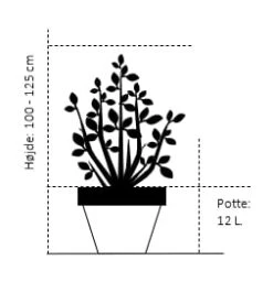 Gulgrenet Kornel 'Flaviramea' Cornus Sericea 'Flaviramea' Potte 12 Liter,- 100-125 Cm. -Sirius Butik 385 potte 12 liter 100 125 cm 35f1 4