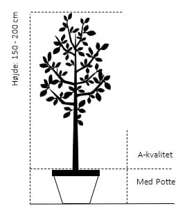 Blomme 'Hanita' Prunus Domestica 'Hanita' 4-8 Grene, 130-170 Cm. 10 Liter Potte. (S.J.A.) 2 Blomme 'Hanita' Prunus Domestica 'Hanita' 4-8 Grene, 130-170 Cm. 10 Liter Potte. (S.J.A.) - Billede 2