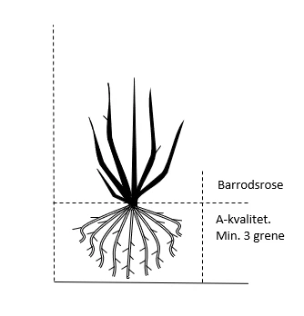 'Pascali' Rosa X 'Pascali' (Storblomstrende) A-Kvalitet,- Barrods Roser Min. 3 Grene 2 'Pascali' Rosa X 'Pascali' (Storblomstrende) A-Kvalitet,- Barrods Roser Min. 3 Grene - Billede 2