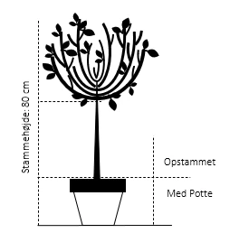 Fligbladet Tørstetræ Rhamnus Frangula 'Asplenifola' Opstammet 80 Cm. Med Potte 2 Fligbladet Tørstetræ Rhamnus Frangula 'Asplenifola' Opstammet 80 Cm. Med Potte - Billede 2
