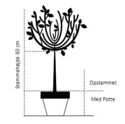 Opstammet Dværgmispel Cotoneaster Micr. 'streib'S Findling' Opstammet 60 Cm. Med Potte -Sirius Butik 52 opstammet 60 cm med potte b823 1