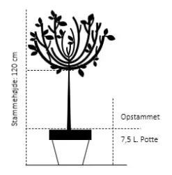 Cotoneaster Cotoneaster Lacteus Opstammet 120 Cm. 7,5 Liter Potte 4 Cotoneaster Cotoneaster Lacteus Opstammet 120 Cm. 7,5 Liter Potte -Sirius Butik 533 opstammet 120 cm 7 5 liter potte 9c44 1