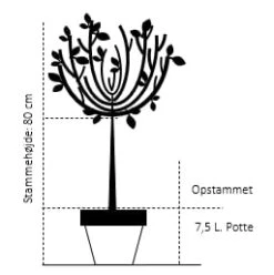 Paradisæble ’Coralcole’ Malus ’coralcole’ Opstammet 80 Cm. 7,5 Liter Potte -Sirius Butik 537 opstammet 80 cm 7 5 liter potte e244