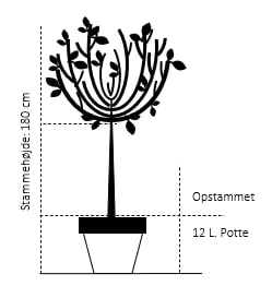 Kirsebærlaurbær 'Etna' Prunus Laurocerasus 'Etna' Opstammet 180 Cm. 12 Liter Potte 2 Kirsebærlaurbær 'Etna' Prunus Laurocerasus 'Etna' Opstammet 180 Cm. 12 Liter Potte - Billede 2