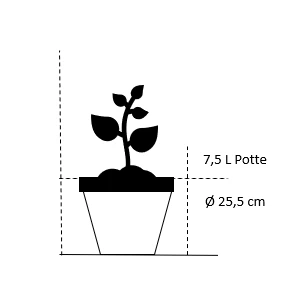 Storfrugtet Hassel 'Bolviller' Corylus Avellana 'Bolviller' 7,5 Liter Potte 2 Storfrugtet Hassel 'Bolviller' Corylus Avellana 'Bolviller' 7,5 Liter Potte - Billede 2