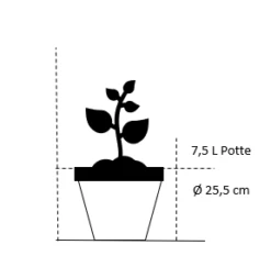 Storfrugtet Hassel 'Halleske Kæmpe' Corylus Maxima 'Halleske Kæmpe' 7,5 Liter Potte -Sirius Butik 56 7 5 liter potte f5d5