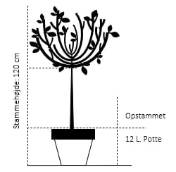 Blommebladet Surbær 'Nero' Aronia Prunifolia 'Nero' Opstammet 120 Cm. 12 Liter Potte 2 Blommebladet Surbær 'Nero' Aronia Prunifolia 'Nero' Opstammet 120 Cm. 12 Liter Potte - Billede 2