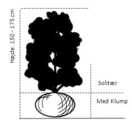 Vrietorn Rhamnus Catharticus Solitær Busk 150-175 Cm. - Med Klump 2 Vrietorn Rhamnus Catharticus Solitær Busk 150-175 Cm. - Med Klump - Billede 2