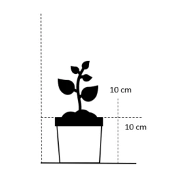 Blåkant 'Kit Cat' Nepeta Faassnii 'Kit Cat' 10 Cm. Potte -Sirius Butik 609 10 cm potte firkantet 7103 19