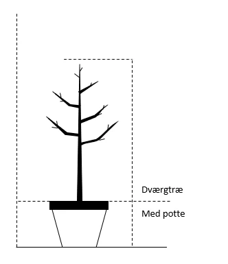 Sød Kirsebær 'Sweetheart' - Selvbestøvende Prunus X 'Sweetheart' - Selvbestøvende Dværgtræ, 3-5 Grene, 6,7 Liter Potte, 80-100 Cm. 2 Sød Kirsebær 'Sweetheart' - Selvbestøvende Prunus X 'Sweetheart' - Selvbestøvende Dværgtræ, 3-5 Grene, 6,7 Liter Potte, 80-100 Cm. - Billede 2