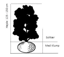 Smalbladet Sølvblad Elaeagnus Angustifolia Solitær Busk 125-150 Cm., Med Klump 4 Smalbladet Sølvblad Elaeagnus Angustifolia Solitær Busk 125-150 Cm., Med Klump -Sirius Butik 670 solitaer busk 125 150 cm med klump 81eb 4