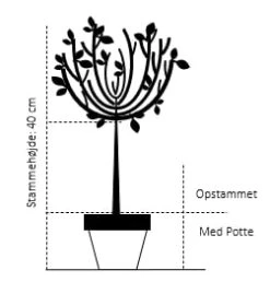 Dværgmispel 'Juliette' Cotoneaster Suecicus 'Juliette' Opstammet 40 Cm. Med Potte 6 Dværgmispel 'Juliette' Cotoneaster Suecicus 'Juliette' Opstammet 40 Cm. Med Potte -Sirius Butik 69 opstammet 40 cm med potte 1237