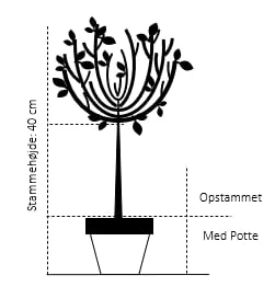 Dværgmispel 'Juliette' Cotoneaster Suecicus 'Juliette' Opstammet 40 Cm. Med Potte 2 Dværgmispel 'Juliette' Cotoneaster Suecicus 'Juliette' Opstammet 40 Cm. Med Potte - Billede 2