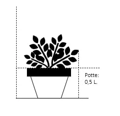 Dueskabiose Scabiosa Columbaria Potte 0,5 Liter 2 Dueskabiose Scabiosa Columbaria Potte 0,5 Liter - Billede 2