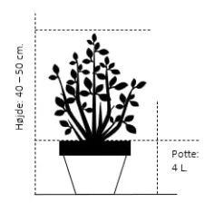 Sirius Butik 40 Sirius Butik -Sirius Butik 713 potte 4 0 liter 40 50 cm 998e 1