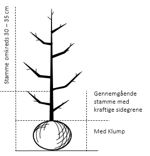Pære 'Gråpære' Pyrus Communis 'Gråpære' Gennemgående Stamme, Med Kraftige Sidegrene, 30-35 Cm. Omkreds, Med Klump 2 Pære 'Gråpære' Pyrus Communis 'Gråpære' Gennemgående Stamme, Med Kraftige Sidegrene, 30-35 Cm. Omkreds, Med Klump - Billede 2
