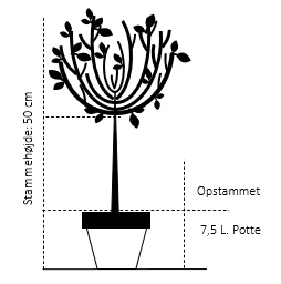 Fuji-kirsebær Prunus Incisa F. Yamadae Opstammet 50 Cm. 7,5 Liter Potte 2 Fuji-kirsebær Prunus Incisa F. Yamadae Opstammet 50 Cm. 7,5 Liter Potte - Billede 2