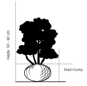 Hvidbroget Buksbom Buxus Sempervirens 'Elegans' Med Klump,- 50-60 Cm. 2 Hvidbroget Buksbom Buxus Sempervirens 'Elegans' Med Klump,- 50-60 Cm. - Billede 2