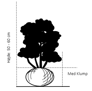 Mahonia Aquifolium 'Maqu' Mahonie 'Maqu' Med Klump,- 50-60 Cm. 2 Mahonia Aquifolium 'Maqu' Mahonie 'Maqu' Med Klump,- 50-60 Cm. - Billede 2