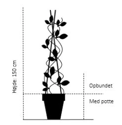 Ægte Kastanje 'Marigoule' Castanea Sativa 'Marigoule' Opbundet Til Ca. 150 Cm. Med Potte -Sirius Butik 919 opbundet til ca 150 cm med potte 8faf