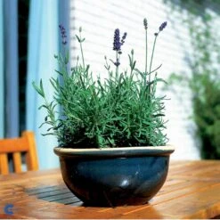Ægte Lavendel Lavandula Angustifolia Pose Med Frø Eller Løg, 15 -Sirius Butik fi10184 lavandula angustifolia 03ab