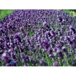 Ægte Lavendel Lavandula Angustifolia Pose Med Frø Eller Løg, 15 -Sirius Butik fi10184 lavandula angustifolia 8fbf