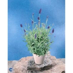 Ægte Lavendel Lavandula Angustifolia Pose Med Frø Eller Løg, 15 -Sirius Butik fi10184 lavandula angustifolia fbba