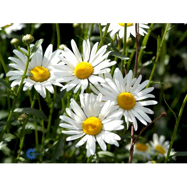 Okseøje 'Maikönigin' Leucanthemum Vulgare 'Maikönigin' Pose Med Frø Eller Løg, 20 2 Okseøje 'Maikönigin' Leucanthemum Vulgare 'Maikönigin' Pose Med Frø Eller Løg, 20 - Billede 2