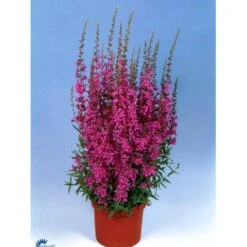 Kattehale Lythrum Salicaria 1 Liter Potte -Sirius Butik fi10489 lythrum salicaria 19a2
