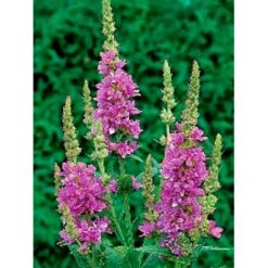 Kattehale Lythrum Salicaria 1 Liter Potte -Sirius Butik fi10489 lythrum salicaria a23a