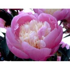 Silkepæon 'Bowl Of Beauty' Paeonia Lactiflora 'Bowl Of Beauty' 3,0 Liter Potte -Sirius Butik fi10872 paeonia lactiflora bowl of beauty 7ac2