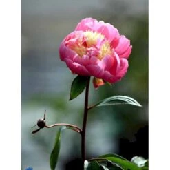 Silkepæon 'Bowl Of Beauty' Paeonia Lactiflora 'Bowl Of Beauty' 3,0 Liter Potte -Sirius Butik fi10872 paeonia lactiflora bowl of beauty a2f4